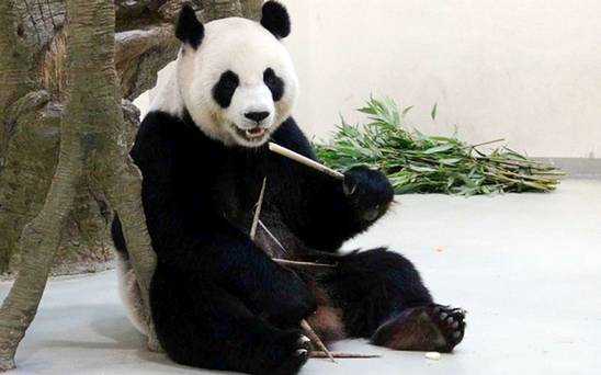 Yuan Yuan faked signs of pregnancy after seeing other pandas getting more personal attention