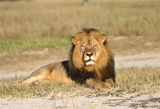 Wildlife Conservation Research Unit Cecil the lion rests in Hwange National Park in Hwange Zimbabwe. Two Zimbabweans arrested for illegally hunting a lion appeared in court Wednesday