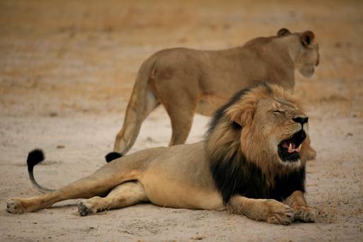 Zimbabwe Parks and Wildlife Management Authority said that in future anyone hunting in the country's most iconic wildlife would need their permission