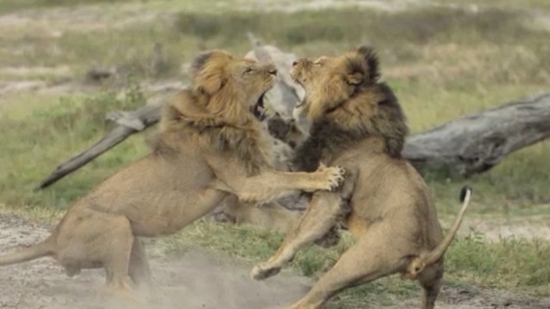 Lions fighting Cecil Jericho