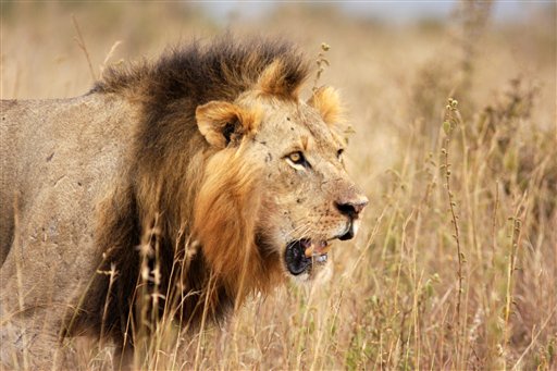 Pimm shows a lion in Kenya. The circle of life is closing in on the king of the jungle. When a Minnesota dentist killed famed Cecil the lion the Internet exploded with outrage. But scientists who have studied lions