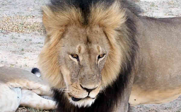 Zimbabwe calls for the extradition of US dentist Walter Palmer who is accused of shooting Cecil the lion