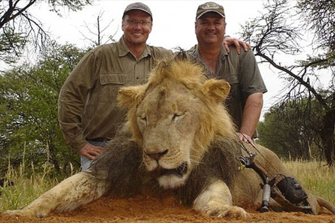 More than just Cecil; big troubles for king of the jungle