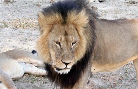 In this image takem from a November 2012 video made available by Paula French a well-known protected lion known as Cecil strolls around in Hwange National Park in Hwange Zimbabwe. Zimbabwe's wildlife minister says extradition is being sought for Walte