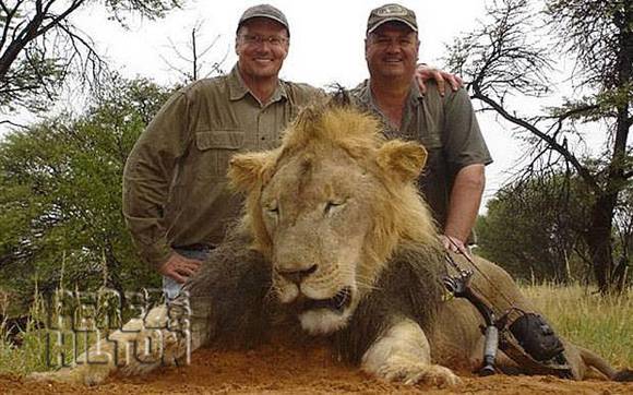 Feds Contacted By Representative For Dentist Who Killed Lion