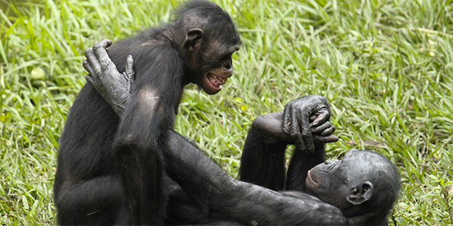 Bonobos Communicate Like Human Babies New Study Finds