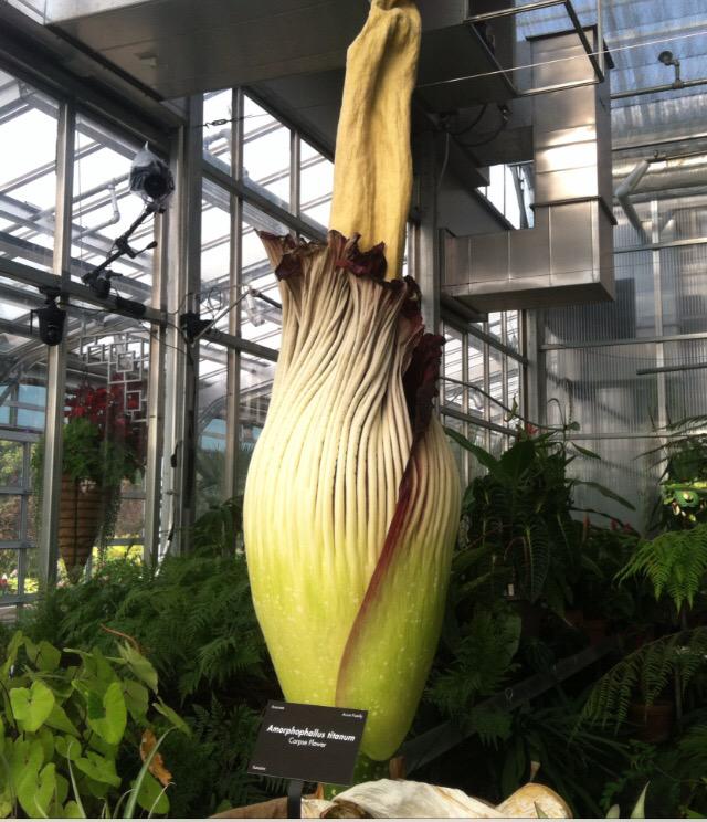 'Corpse Flower' Blooms in Denver; Crowds Flock to Take a Whiff