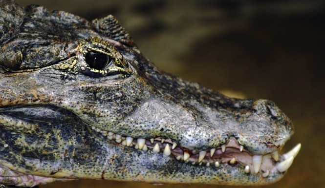 5 Cuban crocodiles hatched at National Zoo center