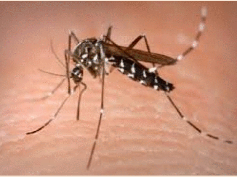 OC Gets Year's First Human Case of West Nile Virus