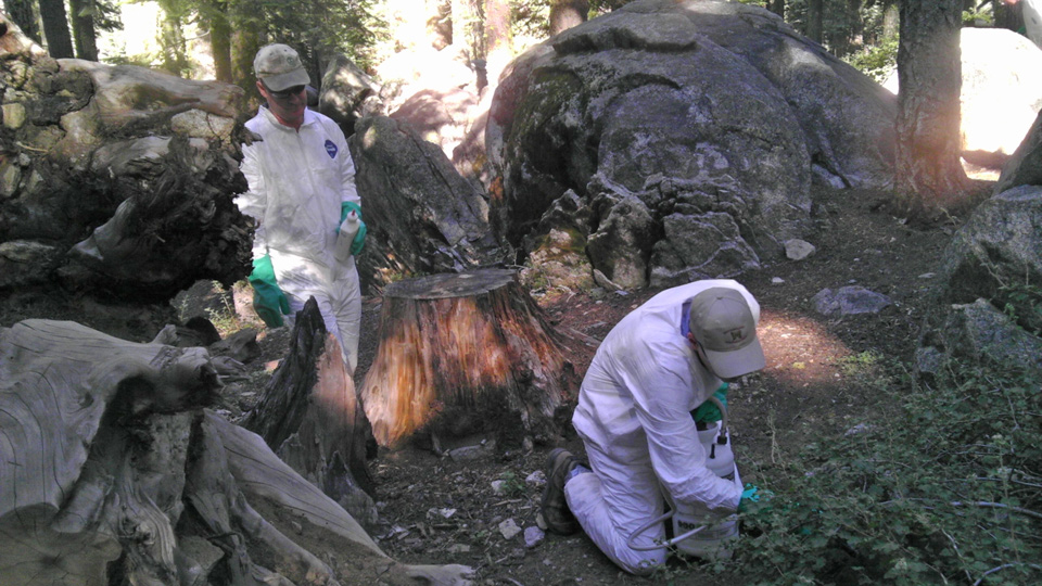 Two minors killed by tree limb falling on tent in Yosemite