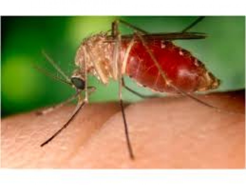 Mosquitoes in Arlington Have Tested Positive for West Nile Virus