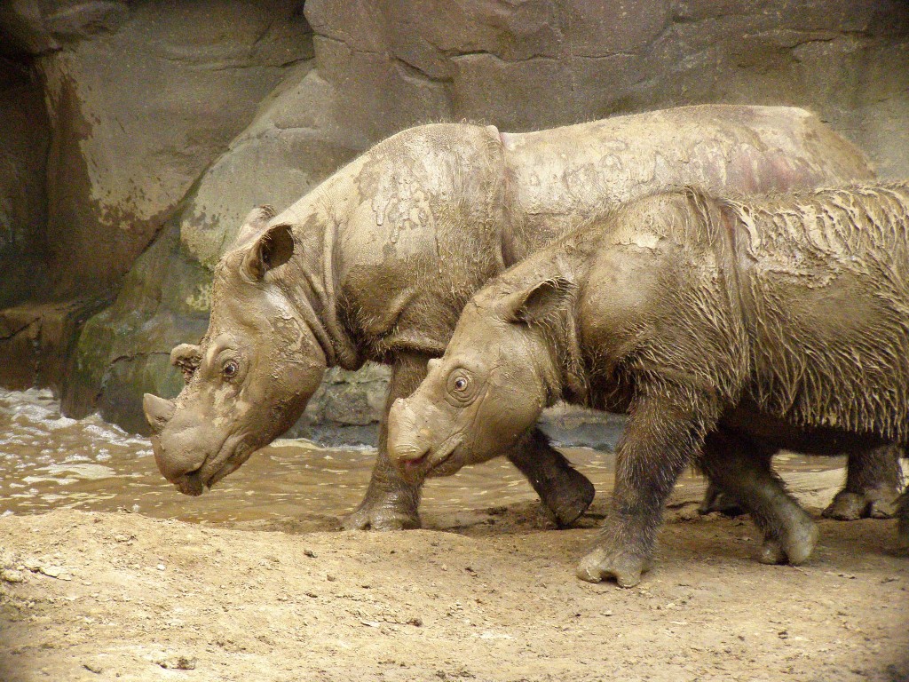 Sumatran Rhino Becomes Extinct in the Wild of Malaysia: Fewer Than 100 Remain