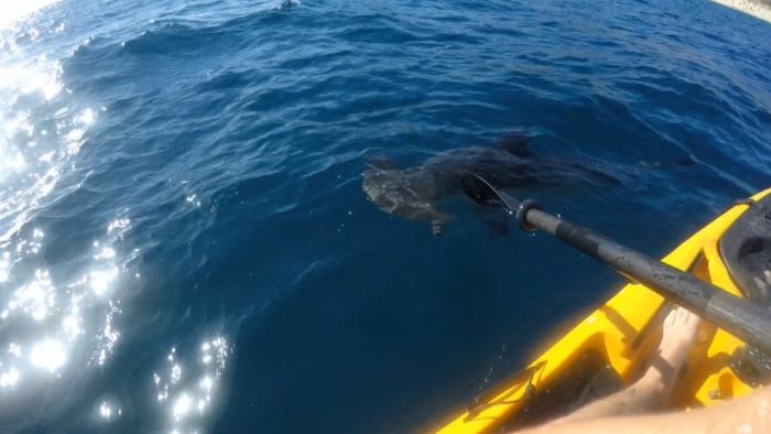 A kayaker who fought off a hammerhead shark captured the event on a camera