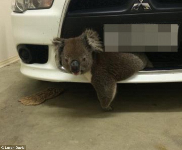 A koala has become stuck in the front bumper after he was hit by a car travelling at 100km