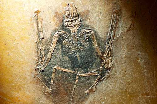 A 49 million years old fossil bat Palaeochiropteryx from Messel Germany