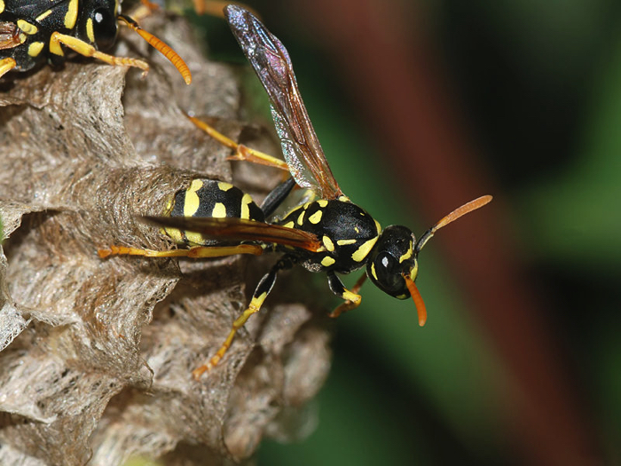 Paper Wasp