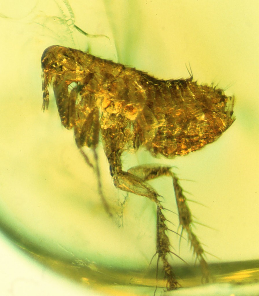 Flea Preserved In Amber Has Bubonic Plague Bacteria