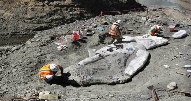 4-million-year-old whale fossils unearthed in Santa Cruz County