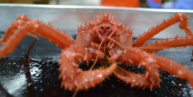 Climate Change: King Crabs May Threaten Antarctic Ecosystem as Predators