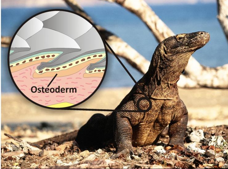 Fossils Of Giant Killer Lizards Shed Light On Dangerous Life of Early Australians