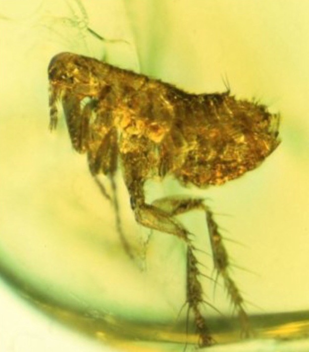 20 million-year-old amber-encased flea holds oldest evidence of bubonic plague