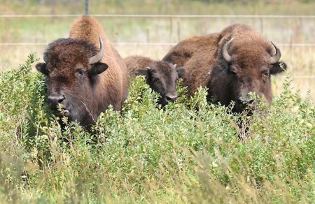 Bison Herd Now Roaming Minneopa State Park Near Mankato