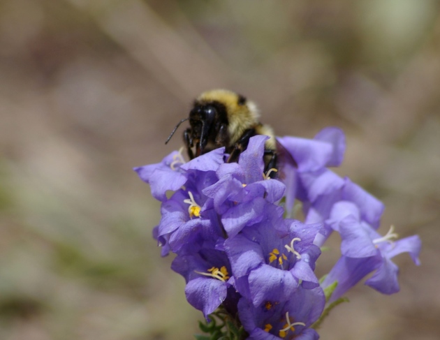 Candace Galen	Bees use their tongues to retrieve nectar from flowering plants