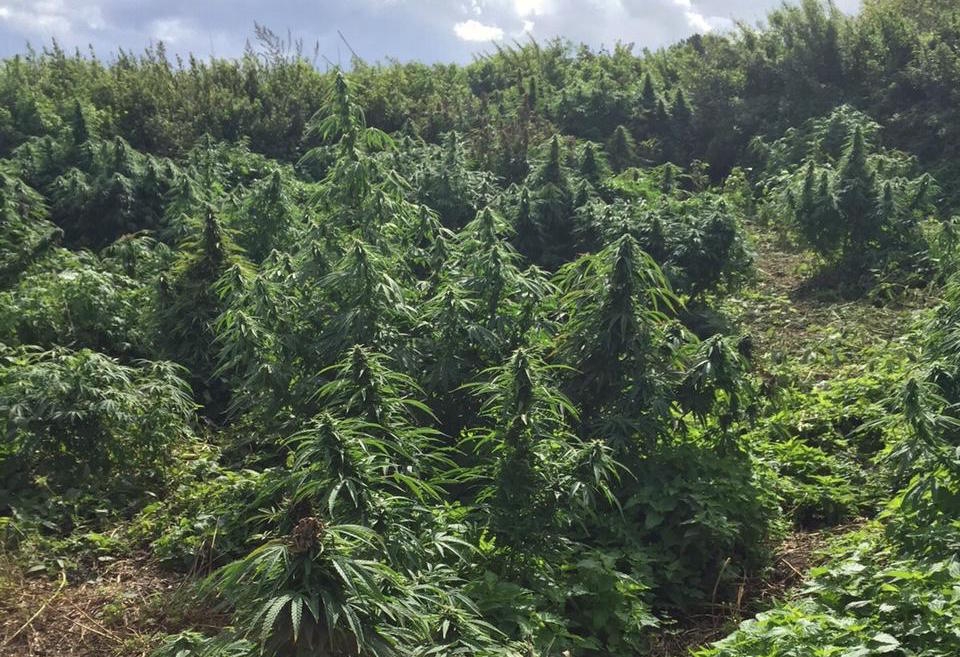 Giant 'forest' of cannabis discovered in south-west London