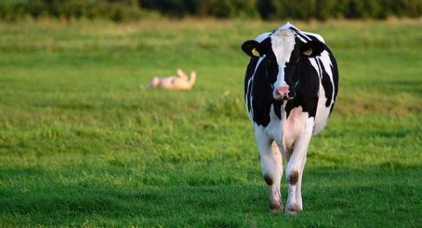 Bovine virus connected to human breast cancer study finds