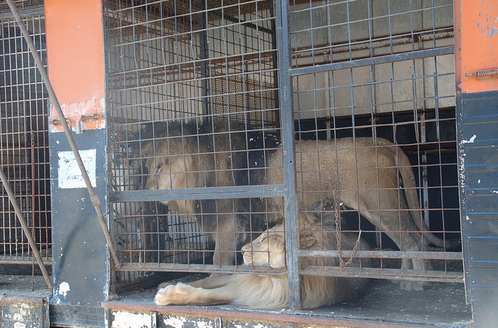 Bulgaria's Last Two Circus Lions Are On Their Way To Freedom