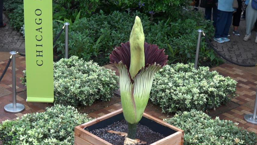 Corpse Flower Blooms Unexpectedly at Chicago Botanic Garden