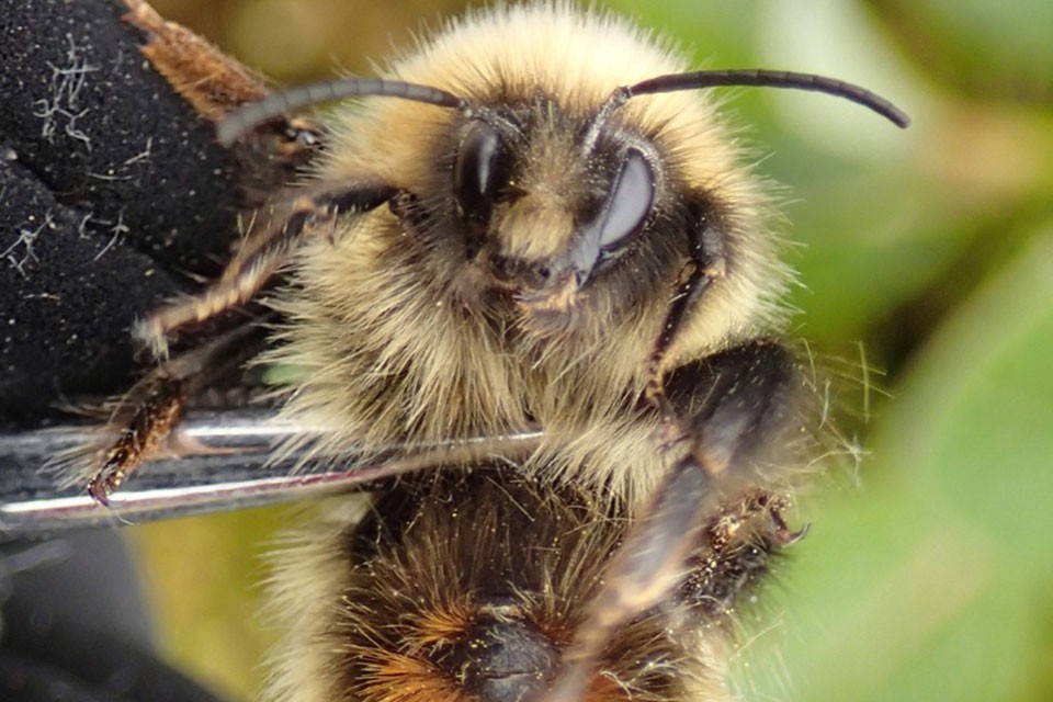 Bumblebee tongues getting shorter because of climate change: Study