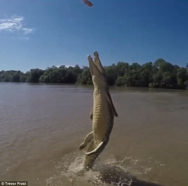 National Geographic photographer Trevor Frost videos crocodile leaping out of