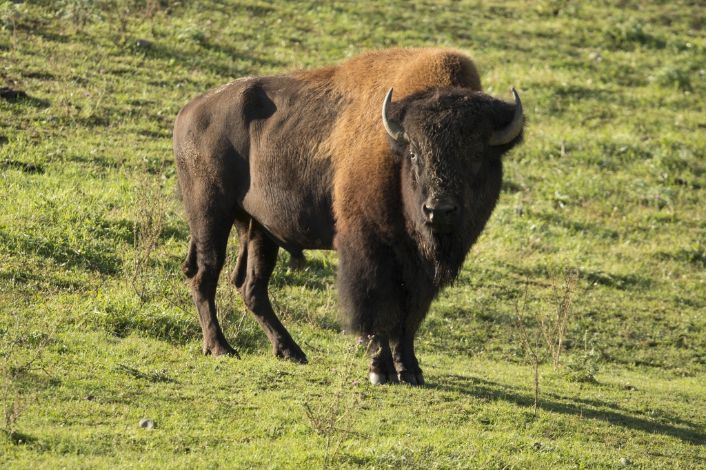 11 'rare' bison released into state park in effort to build up the animal's