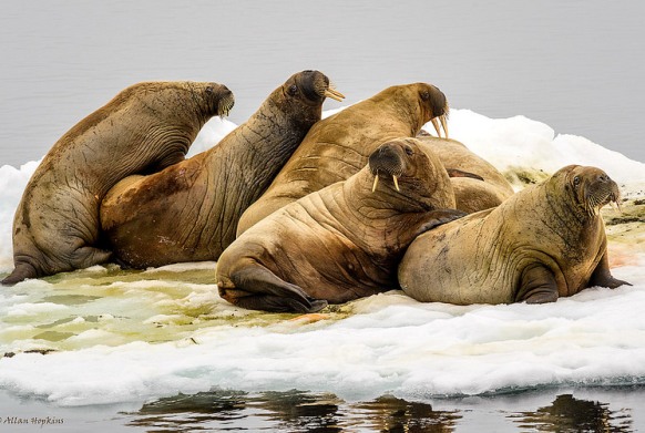 Death of 25 Pacific Walrus On an Isolated Northwest Alaska Beach to be probed