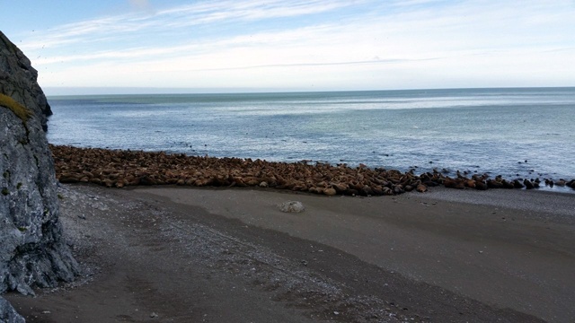 Walrus in Alaska