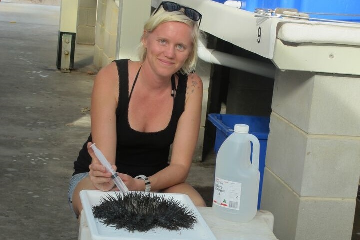 Vinegar May Eliminate Coral Eating Starfish in Great Barrier Reef