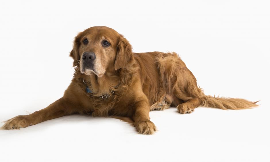 Dog stands guard for week protecting trapped friend