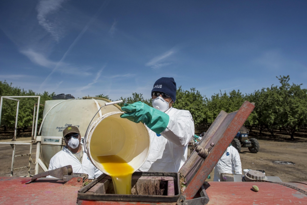 A worker pours a bucket of pesticide into a machine to be sprayed on almond trees at Del Bosque Farms Inc. in Firebaugh Calif