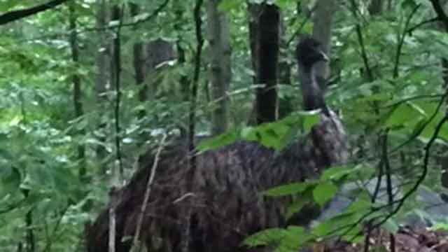 Emu on the loose in Bow, NH