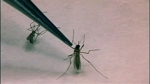 New case of West Nile virus confirmed in Oklahoma County