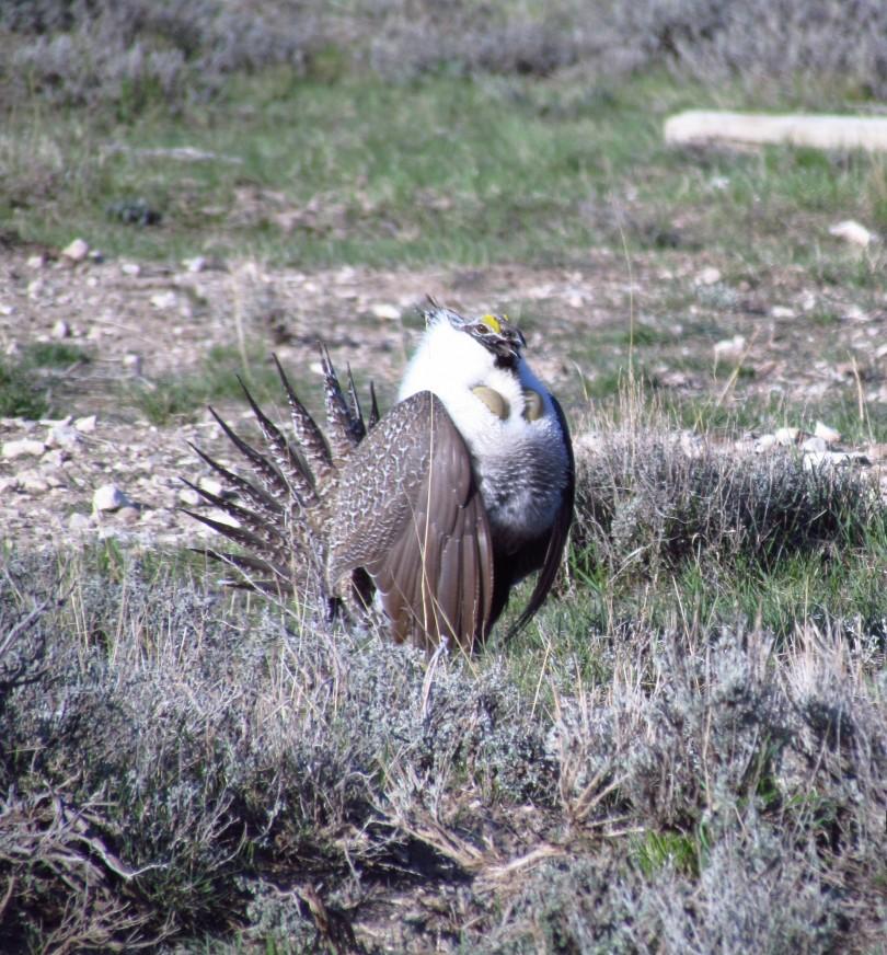 Congressman Walden Says Challenges To Helping The Sage Grouse Still Exist