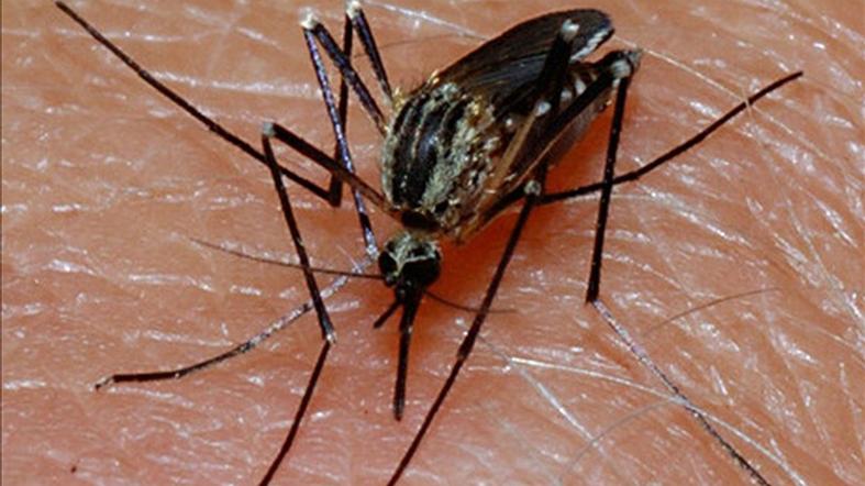 New case of West Nile virus confirmed in Oklahoma County