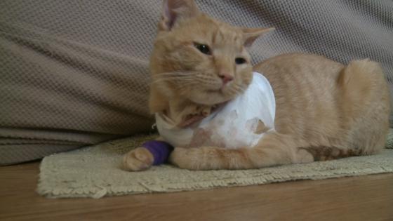 Hero Cat Takes A Bullet, Saves 3-Year-Old's Life (VIDEO)