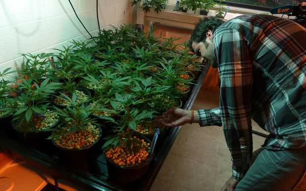 Holden Sproul sales manager for The Growing Kitchen looks at marijuana plants in Lafayette Colorado