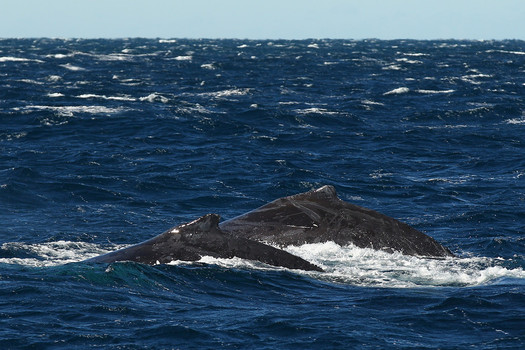 Columbia humpbacks likely searching for anchovies