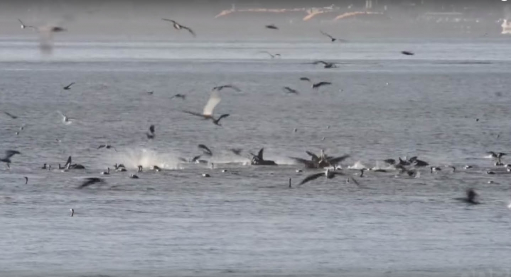 Humpback whales were spotted in the Columbia River near Astoria OPB said on Tuesday