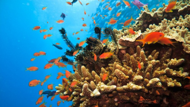 Environment groups legal attempts to delay plans for an expansion of coal exports through the Great Barrier Reef was criticised during discussion about tax changes for green charities