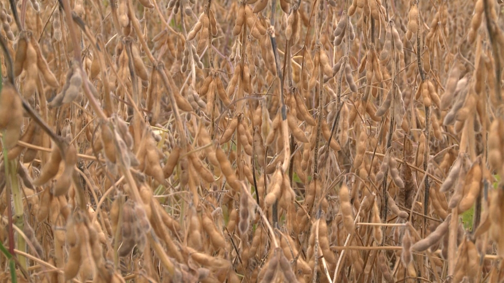 SOYBEANS AND CHINA