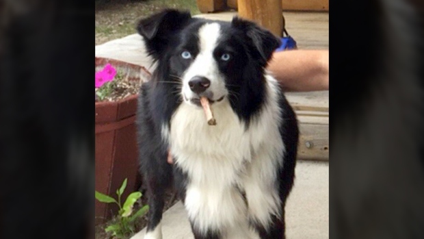 Jade Australian Shepherd Missing Yellowstone Park